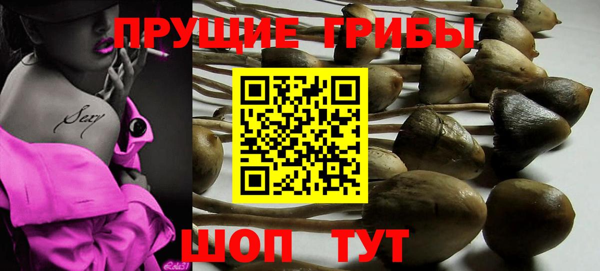 Псилоцибиновые грибы Cubensis Валуйки